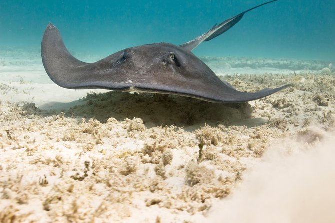 Riviera Maya Luxury Snorkeling Cruise with Lunch and Drinks - Weather, motion, and who should skip it