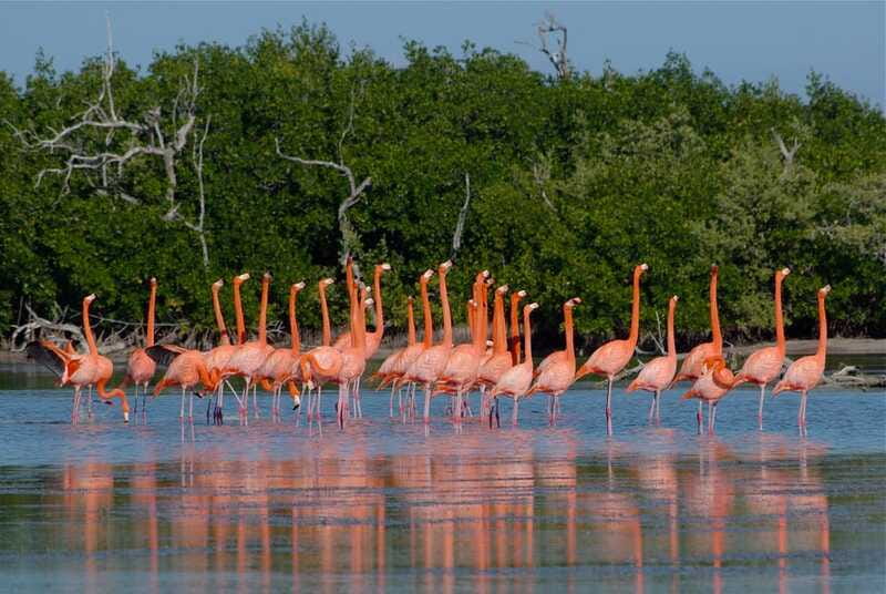 Riviera Maya: Rio Lagartos & Las Coloradas Day Trip w/Lunch - Who should book this day trip?