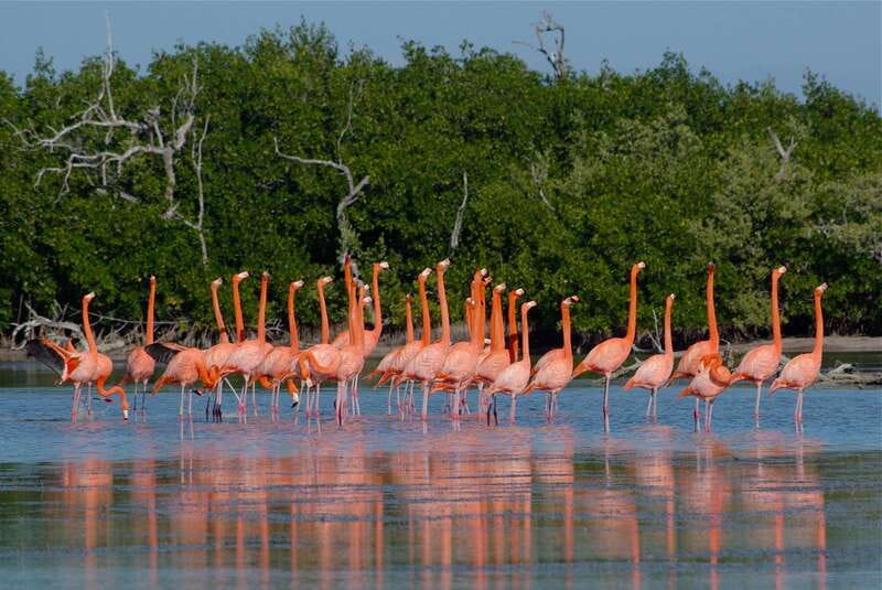 Riviera Maya: Rio Lagartos & Las Coloradas Day Trip w/Lunch - Las Coloradas and the science behind the pink ponds