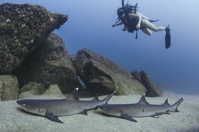 Scuba Diving - Weather, cancellations, and the practical fine print