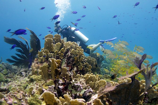 Scuba diving at MUSA the underwater museum for certified divers - What the five-hour schedule feels like