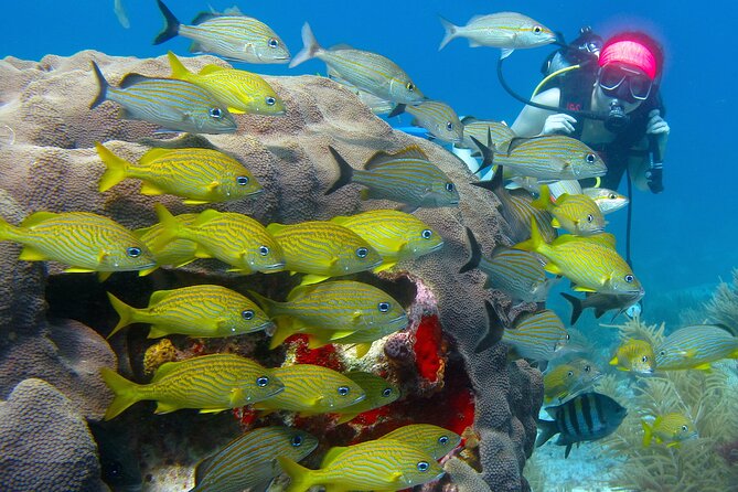 Scuba Diving Under Water Museum and Reef for beginners - Your first open-water session at MUSA