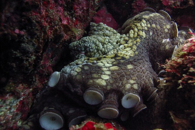Scuba Diving - What beginners can expect underwater