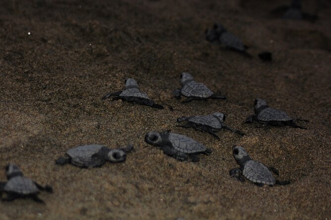 Sea Turtle Release – A Puerto Vallarta Conservation Adventure - Arriving at the sea turtle camp