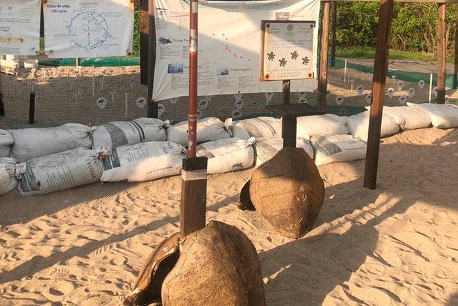 Sea Turtle Release – A Puerto Vallarta Conservation Adventure - Releasing the turtles at sunset