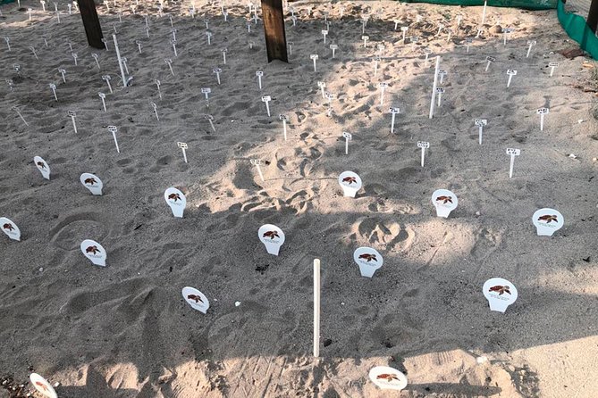 Sea Turtle Release – A Puerto Vallarta Conservation Adventure - Snacks, transport, and what is included