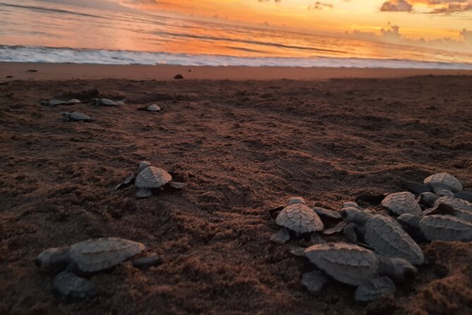 Sea Turtle Release – A Puerto Vallarta Conservation Adventure - The 5 p.m. turtle talk gives the release a purpose