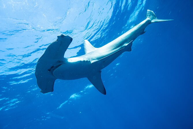 Shark Safari & Snorkel Adventure in Cabo San Lucas - Leaving Cabo Marina at 7:00 a.m.