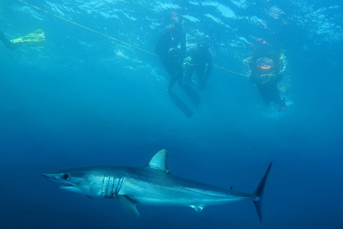 Shark Safari & Snorkel Adventure in Cabo San Lucas - How the shark encounter is set up