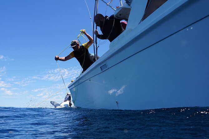 Shark Safari & Snorkel Adventure in Cabo San Lucas - Mako sharks, blue sharks, and the luck factor