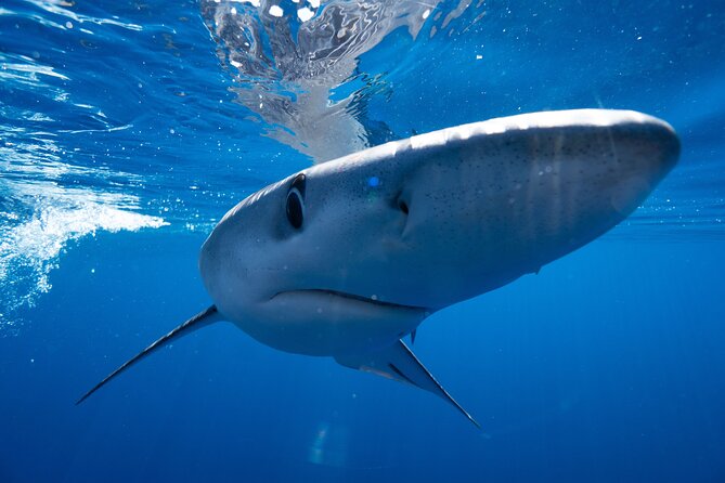 Shark Safari & Snorkel Adventure in Cabo San Lucas - Snorkeling ability, waves, and seasickness
