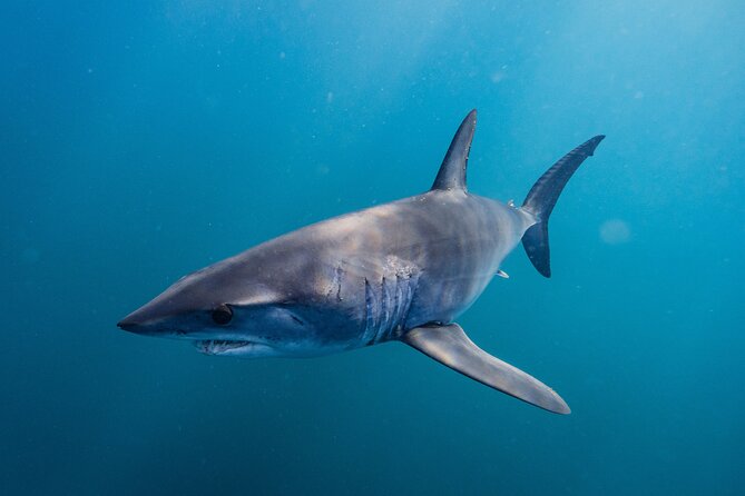Shark Safari & Snorkel Adventure in Cabo San Lucas - Snacks, photos, and what the price covers