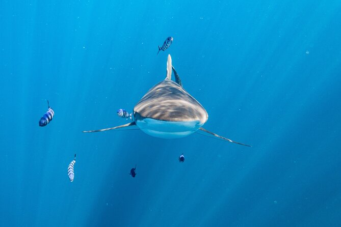 Shark Safari & Snorkel Adventure in Cabo San Lucas - Cabo’s Arch and Lovers Beach from the water