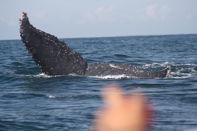 Small-Group Half-Day Whale-Watching Tour in Puerto Vallarta - Why the small boat changes the whale-watching experience