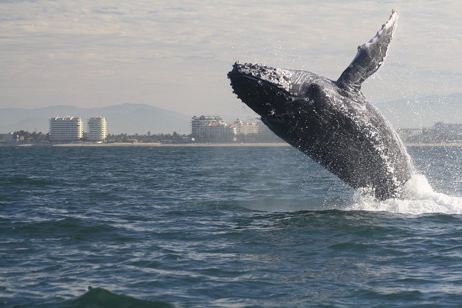 Small-Group Half-Day Whale-Watching Tour in Puerto Vallarta - Watching humpbacks without crowding them