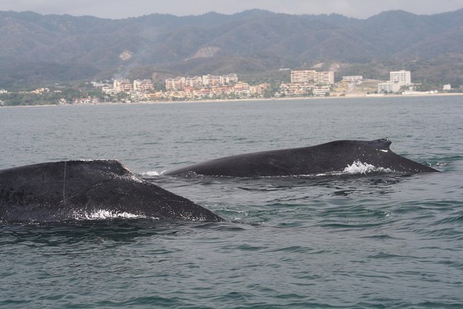 Small-Group Half-Day Whale-Watching Tour in Puerto Vallarta - Hearing whales sing beneath the boat