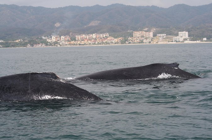 Small-Group Half-Day Whale-Watching Tour in Puerto Vallarta - Is $110 a fair price?