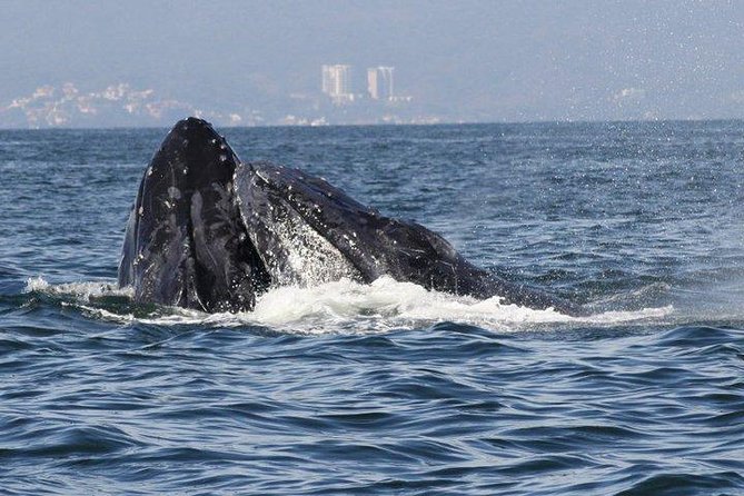Small-Group Half-Day Whale-Watching Tour in Puerto Vallarta - Booking, timing, and cancellation details