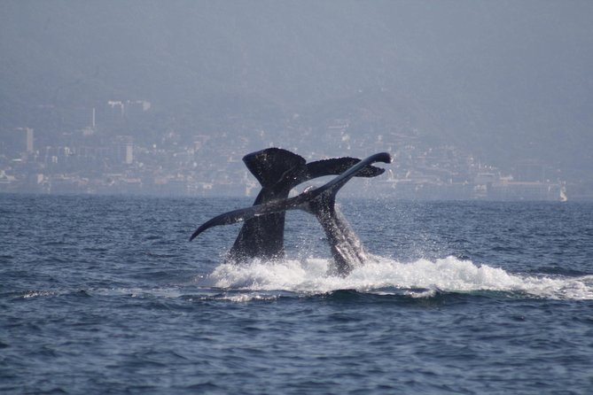 Small-Group Half-Day Whale-Watching Tour in Puerto Vallarta - Leaving Marina Vallarta for Banderas Bay