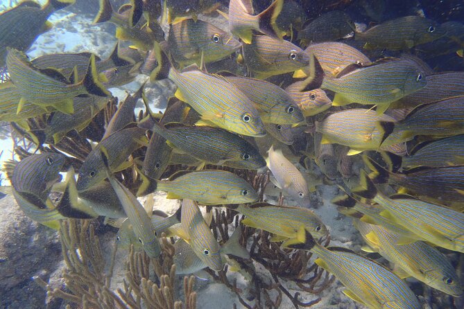 Small-Group Mesoamerican Barrier Reef Snorkeling in Puerto Morelos - Why the small boat makes a difference