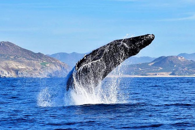 SMALL GROUP Whale Watch | Cabo San Lucas | Biologist | FREE Pics - Meeting at Marina Cabo San Lucas