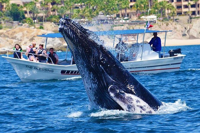SMALL GROUP Whale Watch | Cabo San Lucas | Biologist | FREE Pics - Free photos are a practical bonus