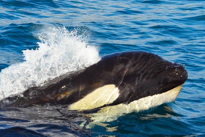 SMALL GROUP Whale Watch | Cabo San Lucas | Biologist | FREE Pics - Who will enjoy this trip most?