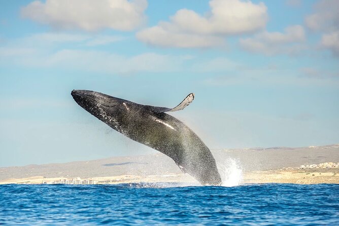 Small-Group Whale Watching Zodiac Boat Cruise in Cabo San Lucas - Why the Zodiac changes the whale-watching experience