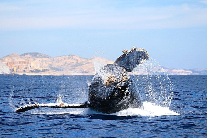 Small-Group Whale Watching Zodiac Boat Cruise in Cabo San Lucas - El Arco: ten minutes at Land’s End