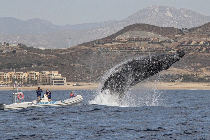 Small-Group Whale Watching Zodiac Boat Cruise in Cabo San Lucas - Searching for humpbacks, gray whales, and dolphins