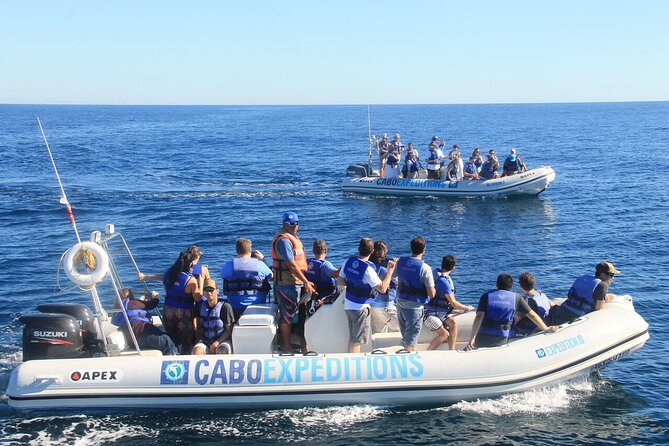 Small-Group Whale Watching Zodiac Boat Cruise in Cabo San Lucas - Group size, seating, and sight lines