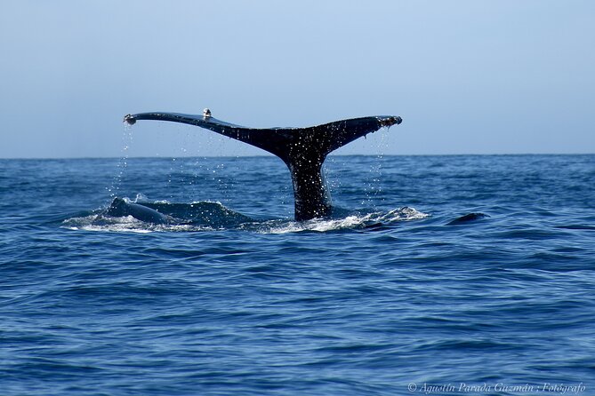 Small-Group Whale Watching Zodiac Boat Cruise in Cabo San Lucas - Timing, weather, and what to bring