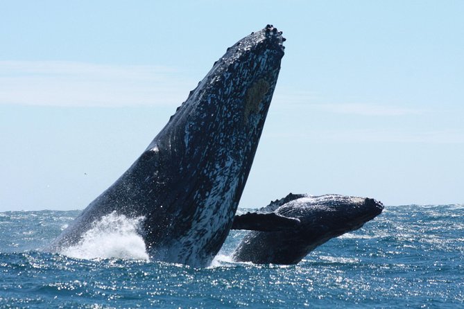 Small-Group Whale Watching Zodiac Boat Cruise in Cabo San Lucas - Leaving Cabo Marina and heading for open water