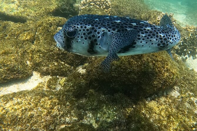 Snorkel Privately in Cabo San Lucas - Guided Snorkeling With Roger in the Water