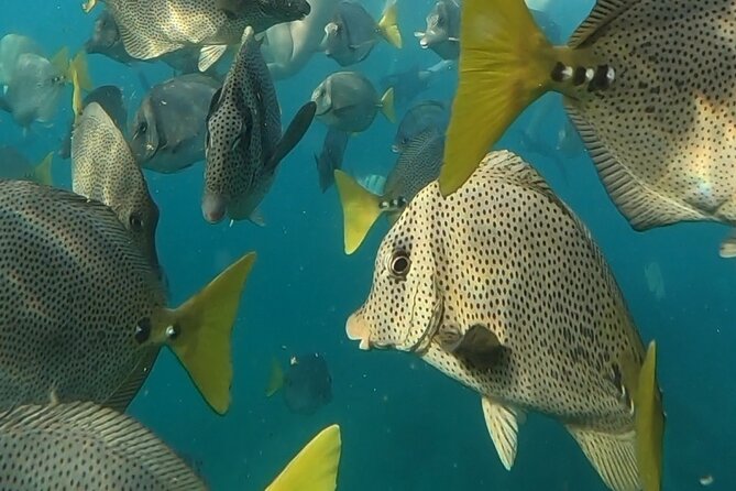 Snorkel & Sunset Sail in Cabo San Lucas - A shared cruise with a relaxed schedule