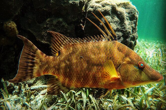 Snorkeling Guided Activity in Puerto Morelos Mexico - Key points to know before booking