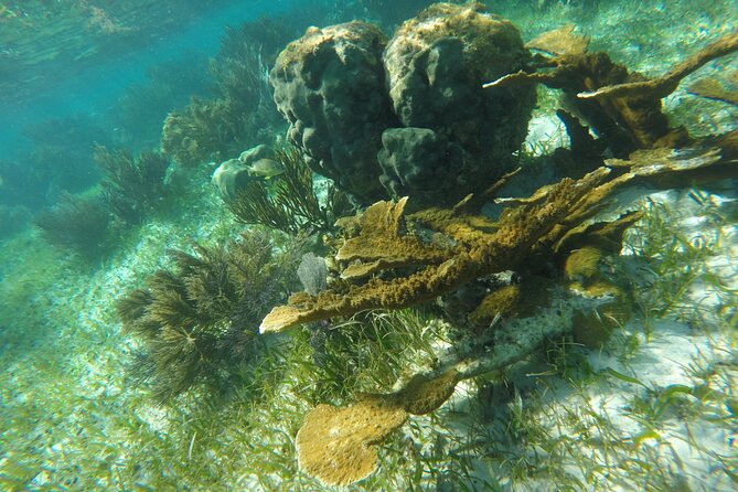 Snorkeling Guided Activity in Puerto Morelos Mexico - Is two hours enough?