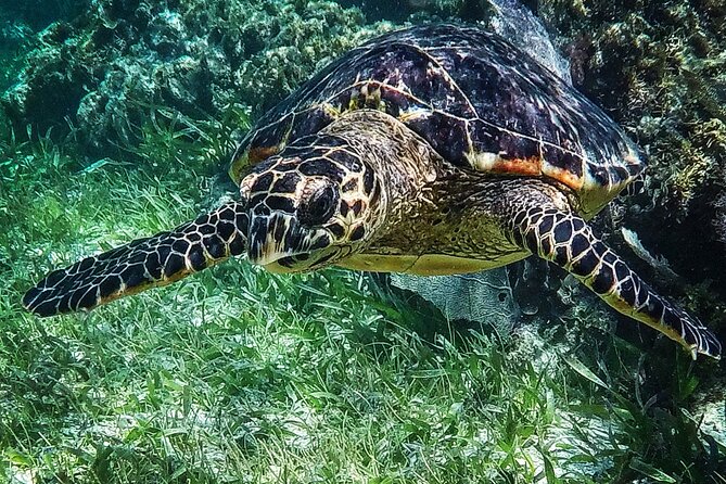 Snorkeling Guided Activity in Puerto Morelos Mexico - Safety, weather, and the questions I would ask