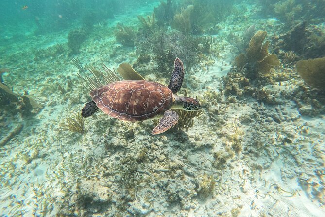 Snorkeling Guided Activity in Puerto Morelos Mexico - What you might see beneath the surface