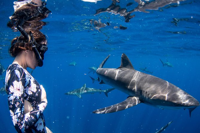 Snorkeling or Swimming with Sharks in Cabo San Lucas - What the four-hour Cabo outing is really like