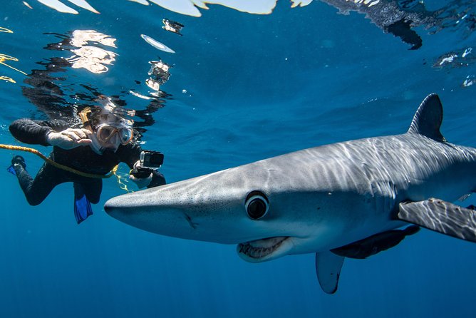 Snorkeling or Swimming with Sharks in Cabo San Lucas - What swimming with pelagic sharks feels like