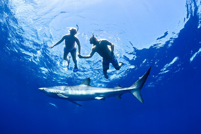 Snorkeling or Swimming with Sharks in Cabo San Lucas - The wildlife bonus can rescue a slow shark day