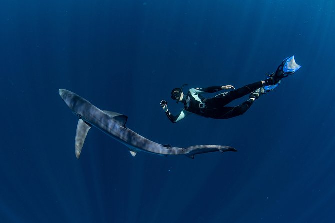 Snorkeling or Swimming with Sharks in Cabo San Lucas - Photos, equipment, and what you need to bring