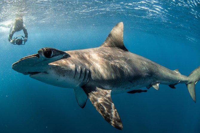 Snorkeling or Swimming with Sharks in Cabo San Lucas - Safety, crew quality, and the human side of the trip