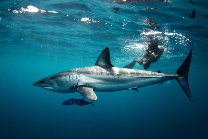 Snorkeling or Swimming with Sharks in Cabo San Lucas - The briefing matters more than you might expect