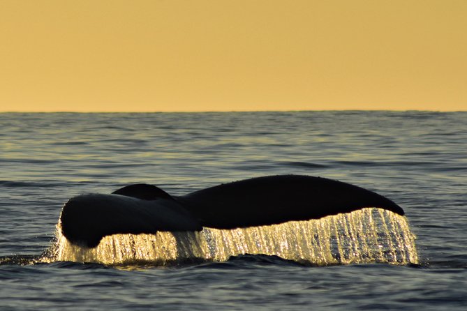 Sunset Whale Cruise in Cabo San Lucas - Watching whales in the final light