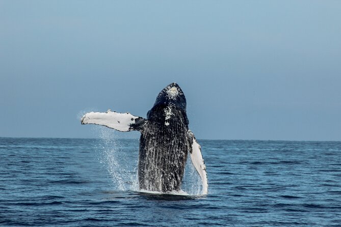 Sunsets and Whales Mega Yachts ALL INCLUSIVE: Puerto Vallarta - Puerto Vallarta views from the water