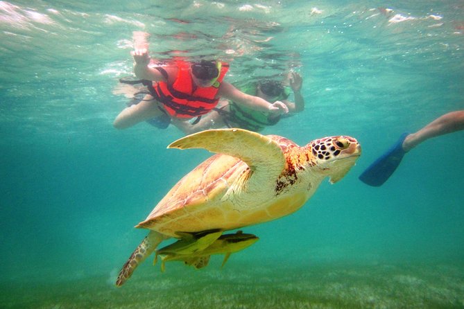 Swim with sea turtles - What happens at Akumal Beach