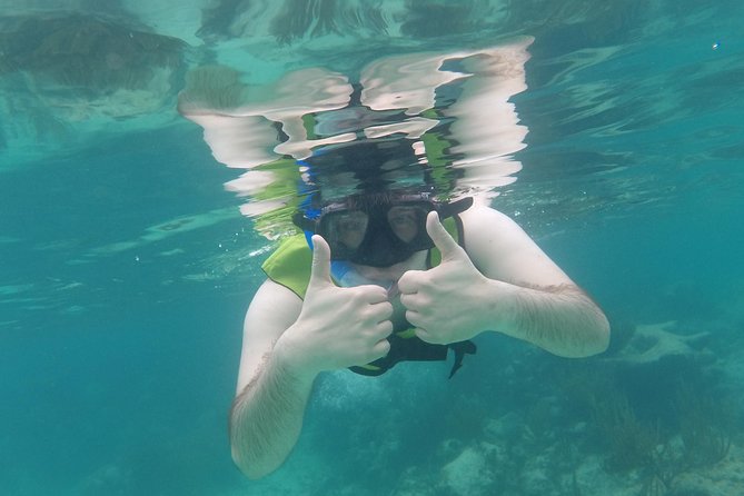 Swim with sea turtles - How much wildlife might you see?