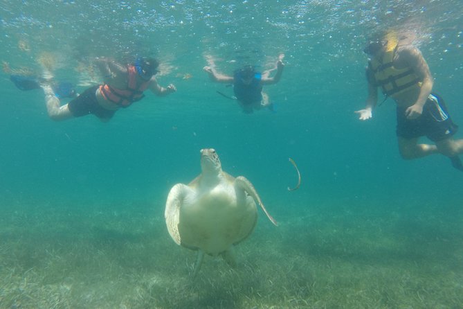 Swim with sea turtles - The reef is a mixed part of the outing